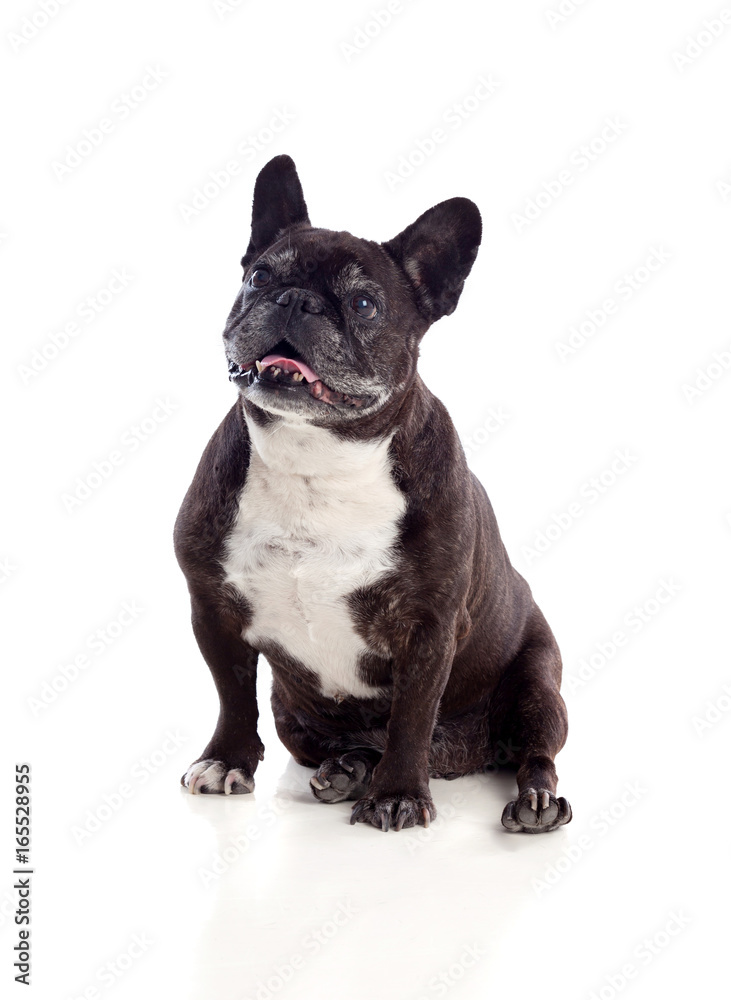 Portrait in Studio of a cute bulldog Portrait in Studio of a cute bulldog