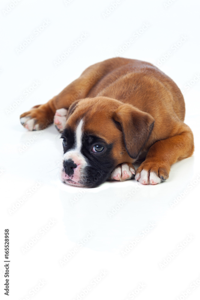 Adorable puppy lying on the floor