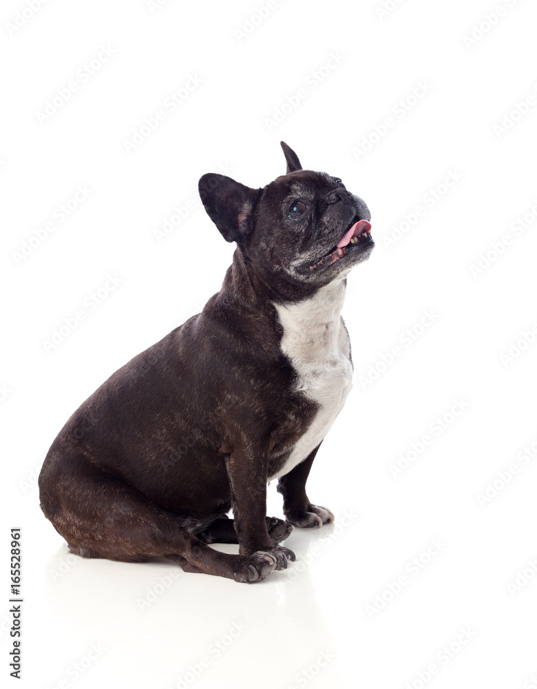 Portrait in Studio of a cute bulldog