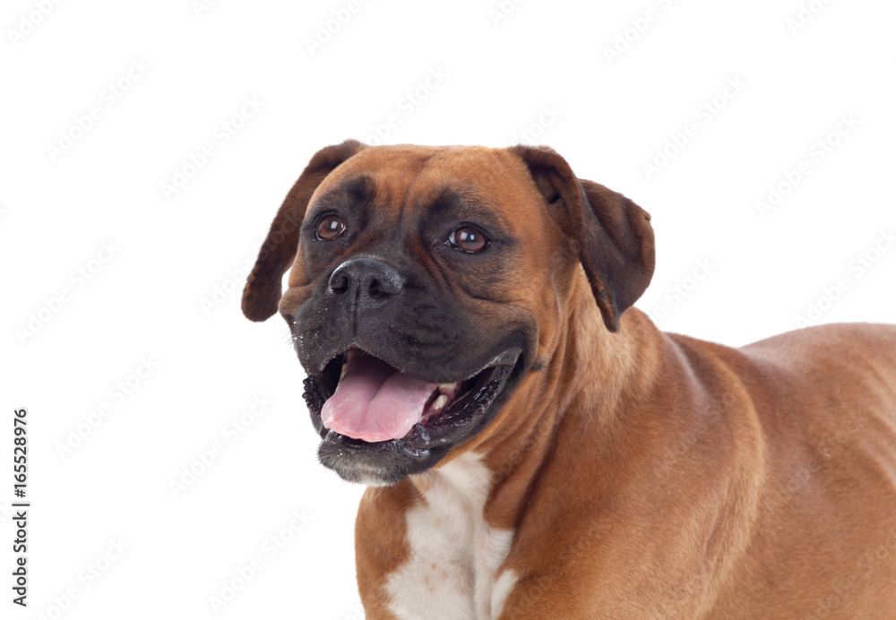 Beautiful boxer dog