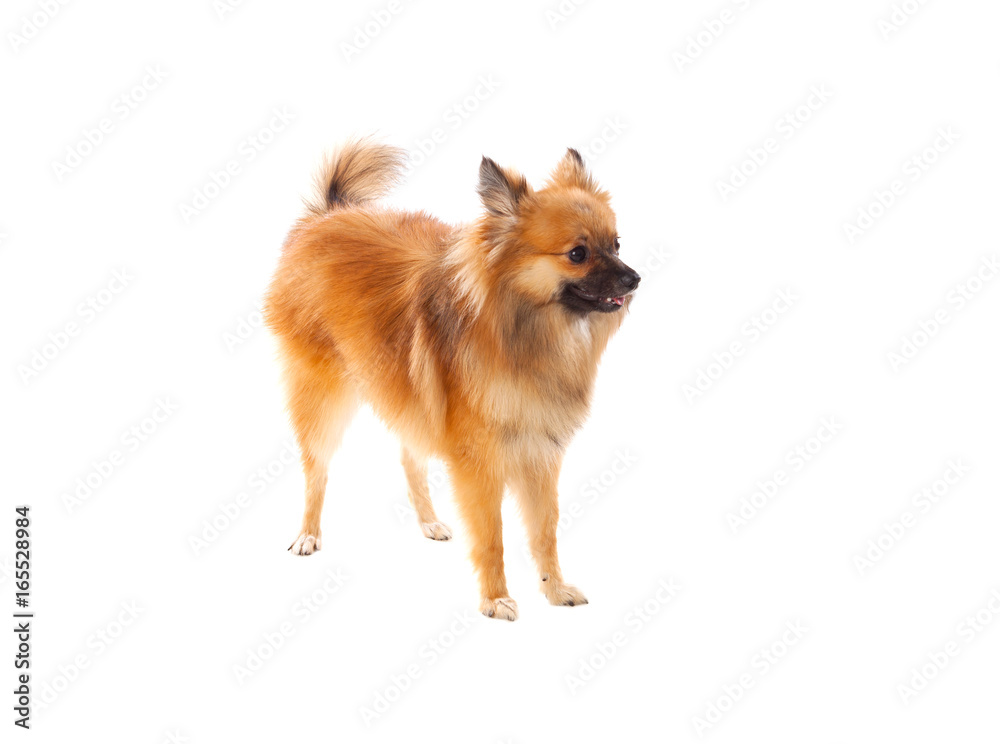 Obraz premium Beautiful brown Pomeranian dog