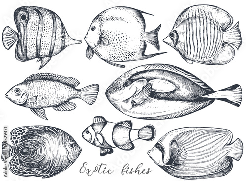 Vector collection of hand drawn exotic fishes