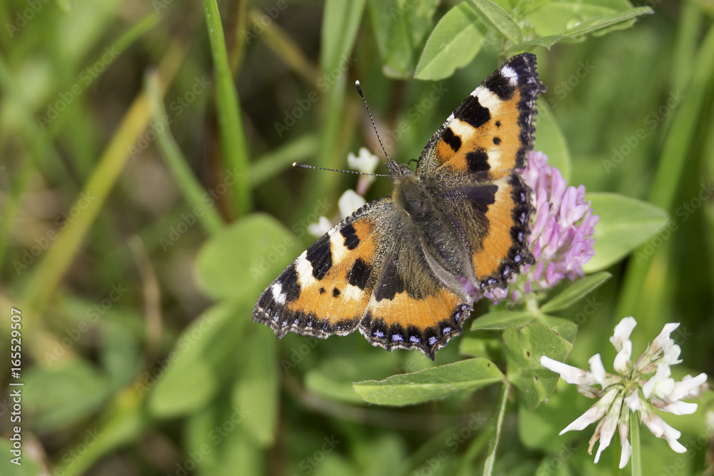 Obraz premium Small Tortoiseshell Butterfly