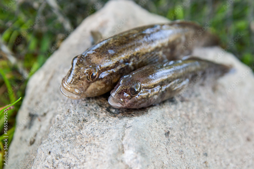 Fototapeta premium Freshwater bullhead fish or round goby fish just taken from the water on gray stone..