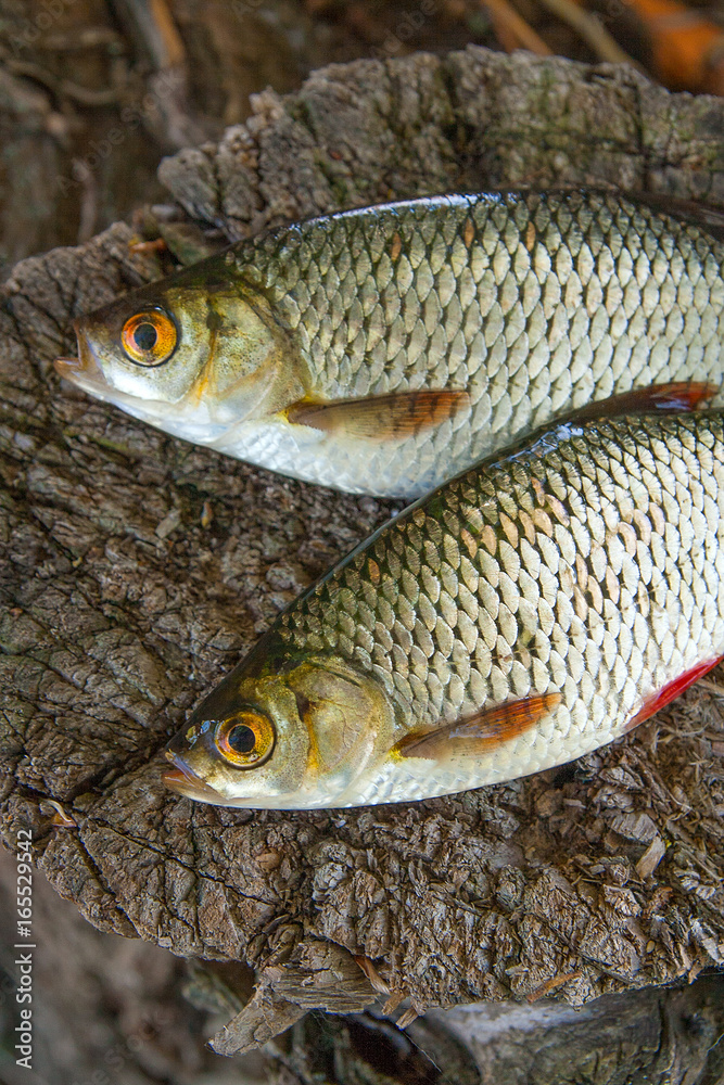 View of two common rudd fish on natural vintage wooden background.. View of two common rudd fish on natural vintage wooden background..