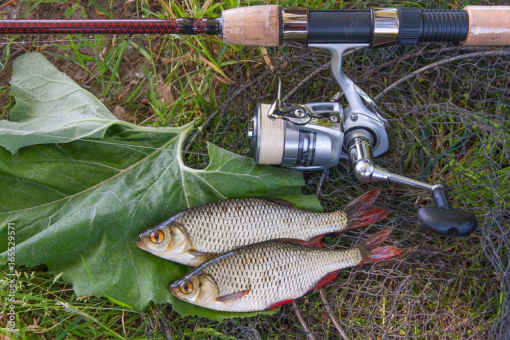 View of two freshwater common rudd fish on black fishing net and fishing rod with reel.. View of two freshwater common rudd fish on black fishing net and fishing rod with reel..