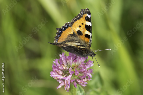 Small Tortoiseshell Butterfly