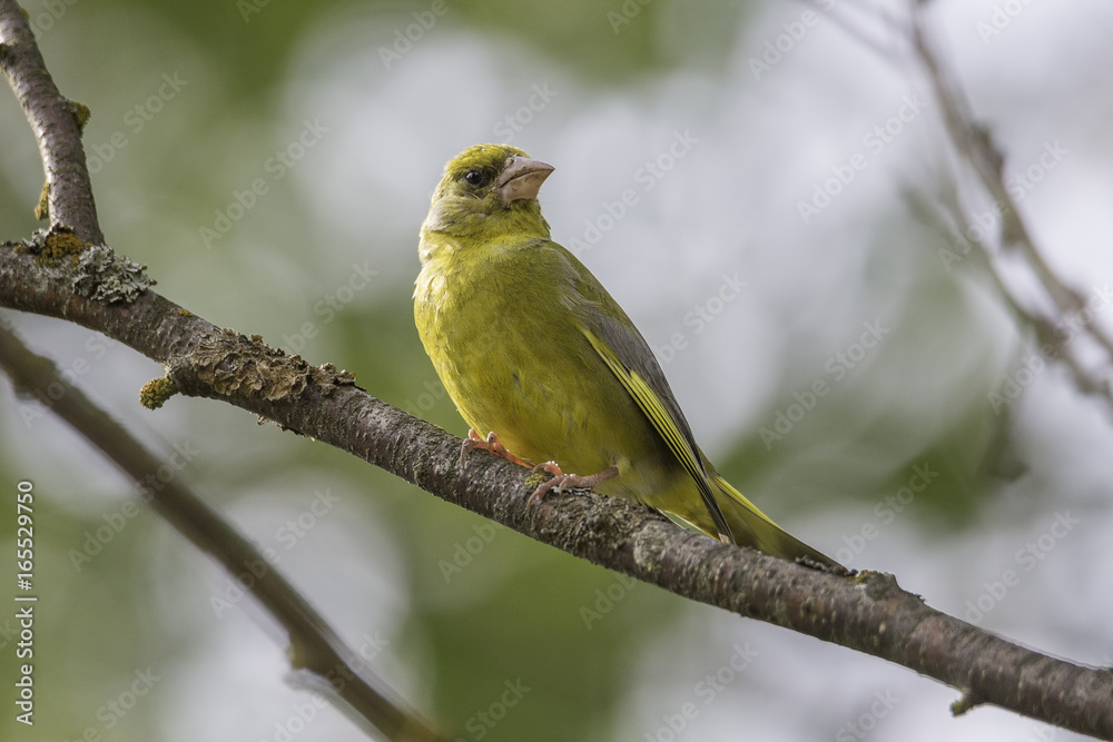 Male Greenfinch Sitting on Branch Male Greenfinch Sitting on Branch