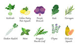 Organic nature health vegetable food spice isolated vector collection set