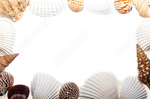 Seashell border. Frame of assorted sea shells. Nature surround. photo