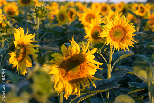 Field of yellow sunflowers. Agriculture and flowers