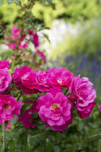 rosier dans un massif fleuri © mobilise248