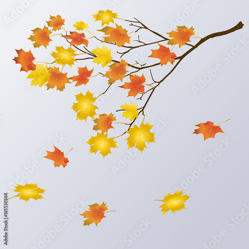 Set of autumn tree with colorful leaves. Vector illustration