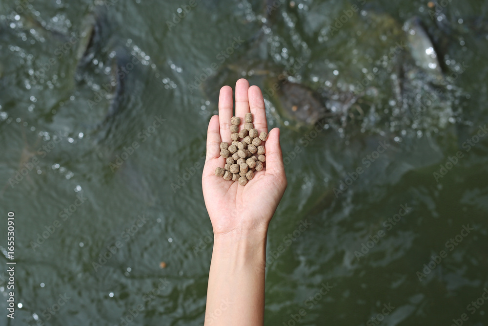 Hand holding food for feeding fish in pond. Hand holding food for feeding fish in pond.