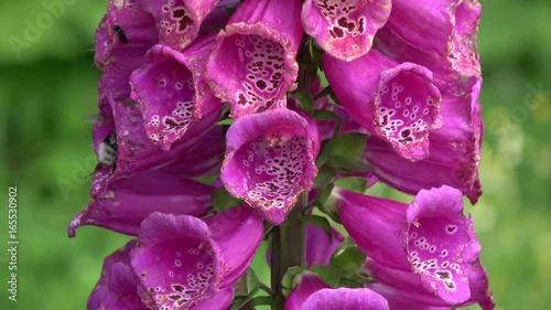 Bumblebee on beautiful summer foxglove flowers blossoms in garden

