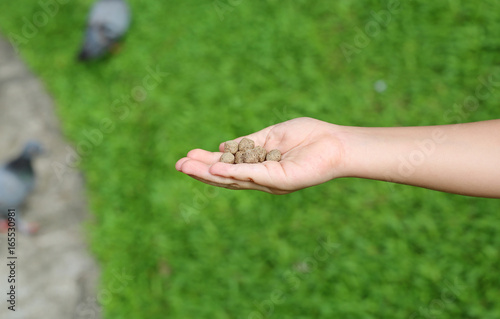 Child hand holding food for feeding fish or bird in the garden. © zilvergolf