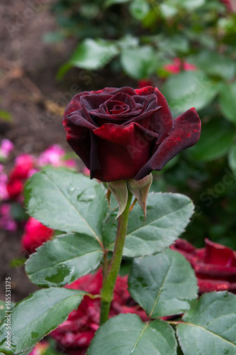 Fototapeta Naklejka Na Ścianę i Meble -  Natural red rose flower close up on green bush.