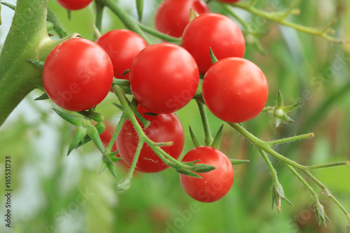 Kirschtomaten im Gemüsegarten