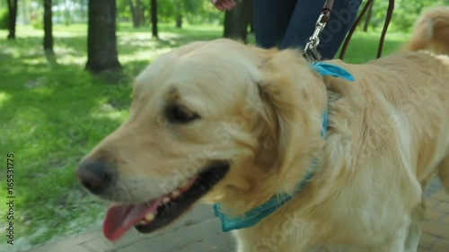 Nice woman walking in the park with her dog