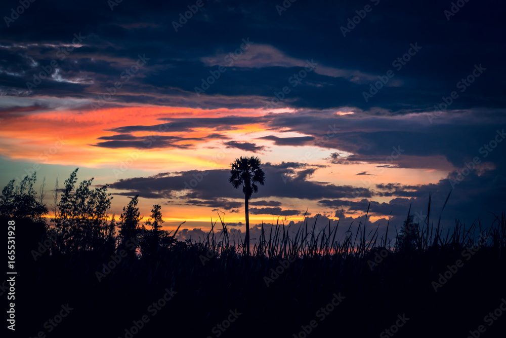 siluate of sugar palm on sunset | colorful of sunset