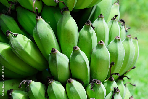 Bananas isolated on white background.