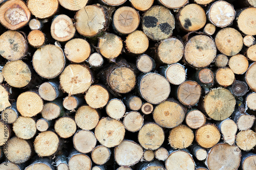 cut firewood closeup