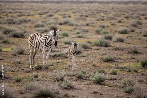 zebra