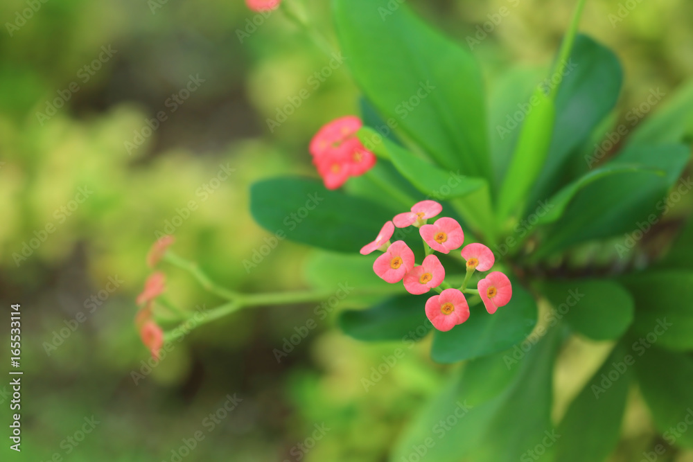 Beautiful tropical flowers outdoors, closeup Beautiful tropical flowers outdoors, closeup