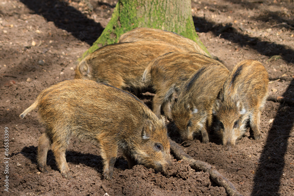 Beautiful wild boar (Sus Scrofa) in national park Het Aardhuis at the Hoge Veluwe in the Netherlands Beautiful wild boar (Sus Scrofa) in national park Het Aardhuis at the Hoge Veluwe in the Netherlands