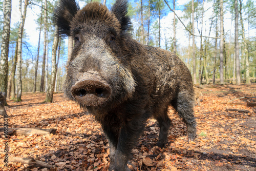 Beautiful wild boar (Sus Scrofa) in national park Het Aardhuis at the Hoge Veluwe in the Netherlands photo