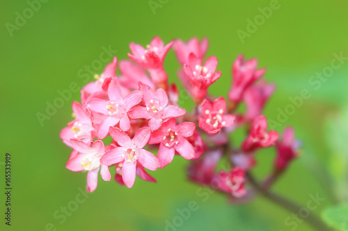 Beautiful small pink flowers against a green background in the garden in spring