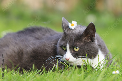 Chubby obese fluffy cute cat with a daisy on her head being beautiful in the garden