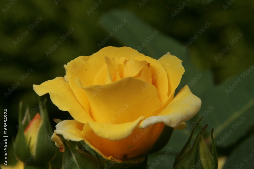 Rose Rose