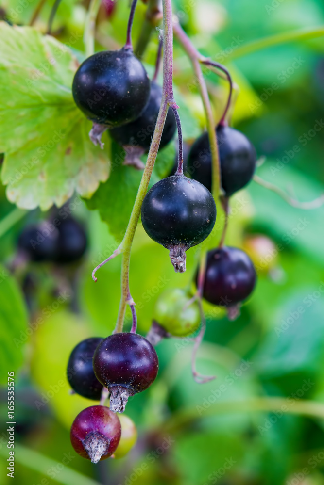 Ripe black currant berries on a bush closeup, summer landscape, vertical Ripe black currant berries on a bush closeup, summer landscape, vertical