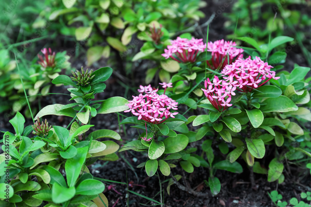 Beautiful tropical flowers outdoors Beautiful tropical flowers outdoors