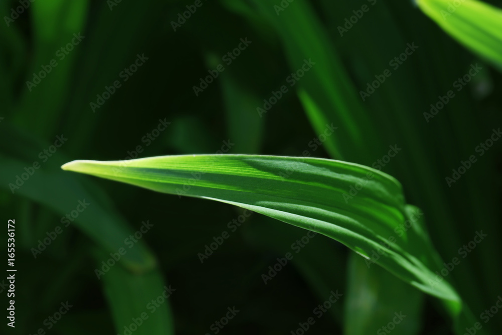 Fototapeta premium Green leaf of tropical plant outdoors, closeup
