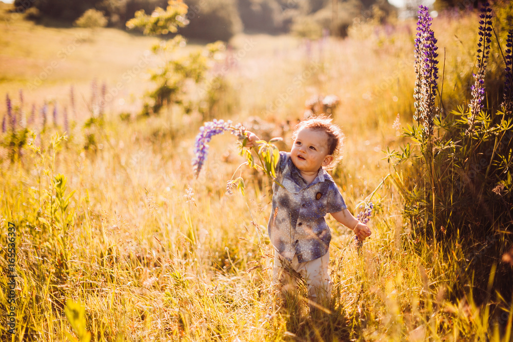 Little boy walks on the field of lavander covered with sunshine Little boy walks on the field of lavander covered with sunshine