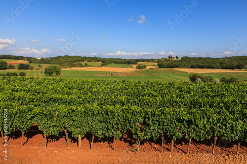 Cuadro en lienzo View of vineyards, Istria