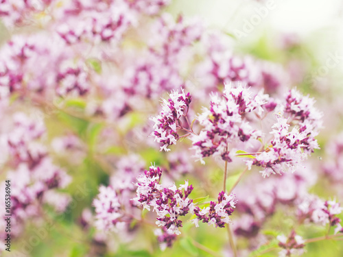 Fragrant flowers of oregano in a meadow on a summer day colorful floral background