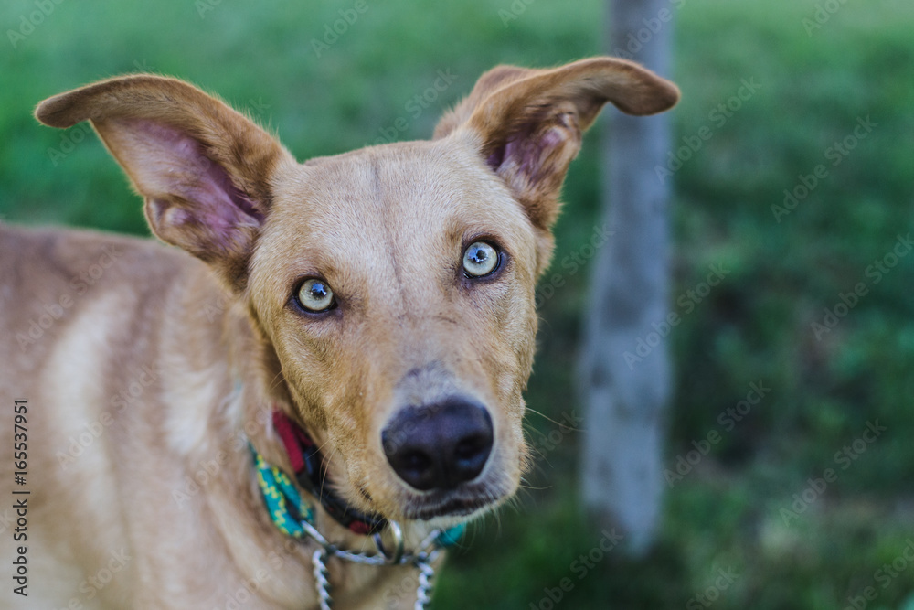 Obraz premium brown dog