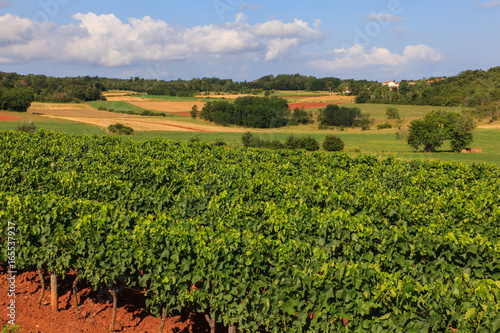 View of vineyards, Istria photo