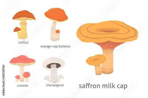 different kinds of cartoon edible mushrooms isolated.