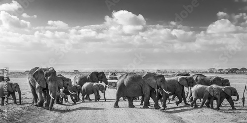 Photography Tourists in safari jeeps watching big hird of wild elephants crossing dirt road in Amboseli national park, Kenya