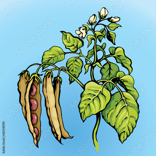 Branches beans. Vector drawing