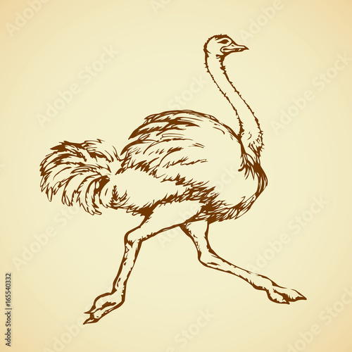 Ostrich. Vector drawing