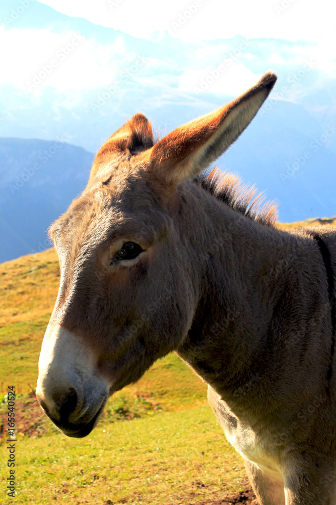 Fototapeta premium Âne en balade