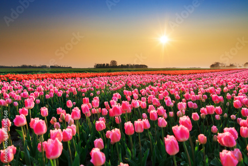 Fototapeta Naklejka Na Ścianę i Meble -  Beautiful colored tulip fields in the Netherlands in spring at sunset