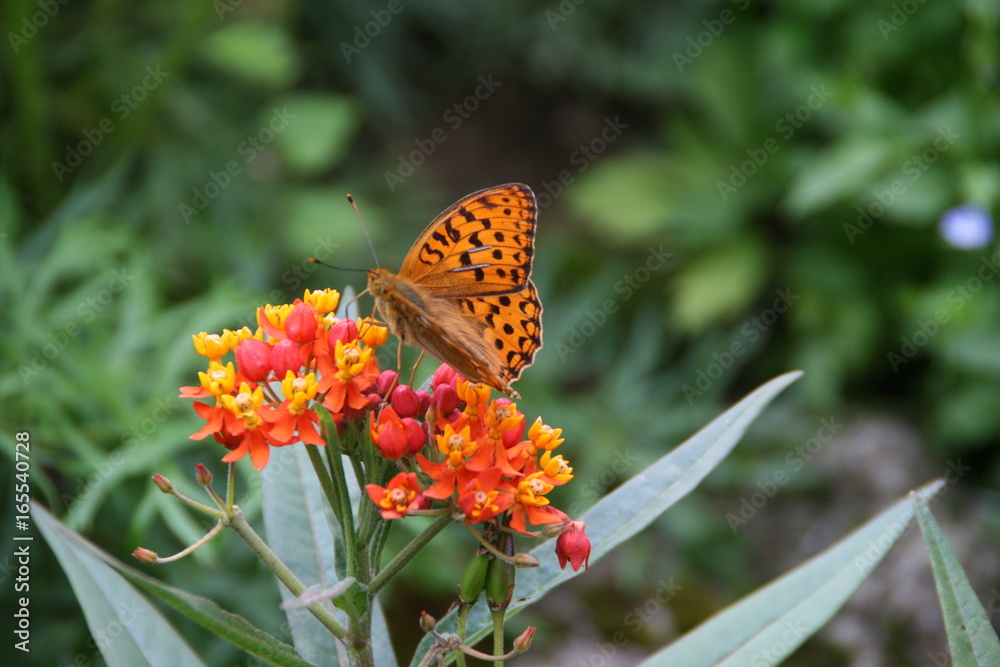 Schmetterling Schmetterling