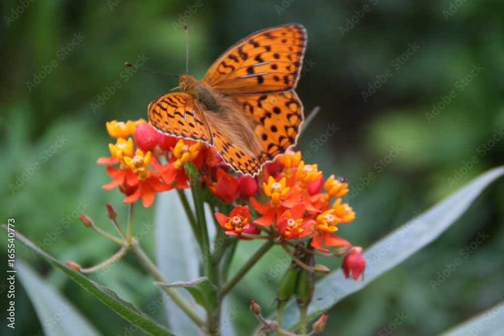 Schmetterling Schmetterling
