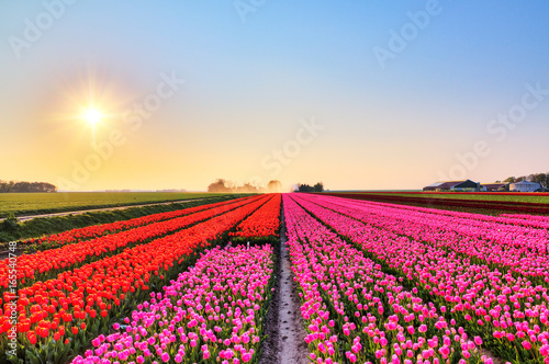Wallpaper Mural Beautiful colored tulip fields in the Netherlands in spring at sunset Torontodigital.ca